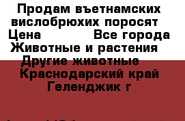 Продам въетнамских вислобрюхих поросят › Цена ­ 2 500 - Все города Животные и растения » Другие животные   . Краснодарский край,Геленджик г.